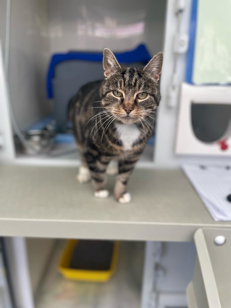 Tilda — Domestic Cat