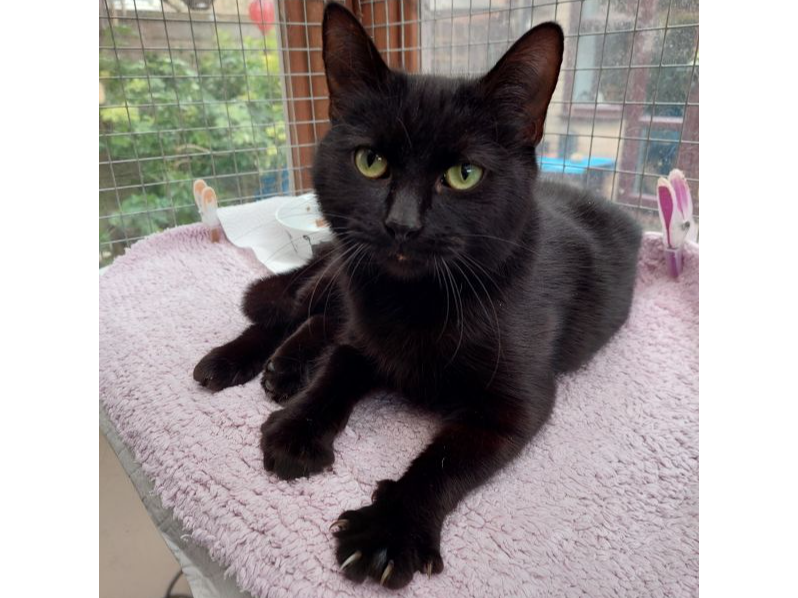 Lianne — Domestic Cat