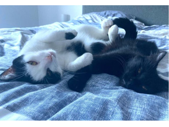 Ginny & Gemma (PAIR) — Domestic Cat