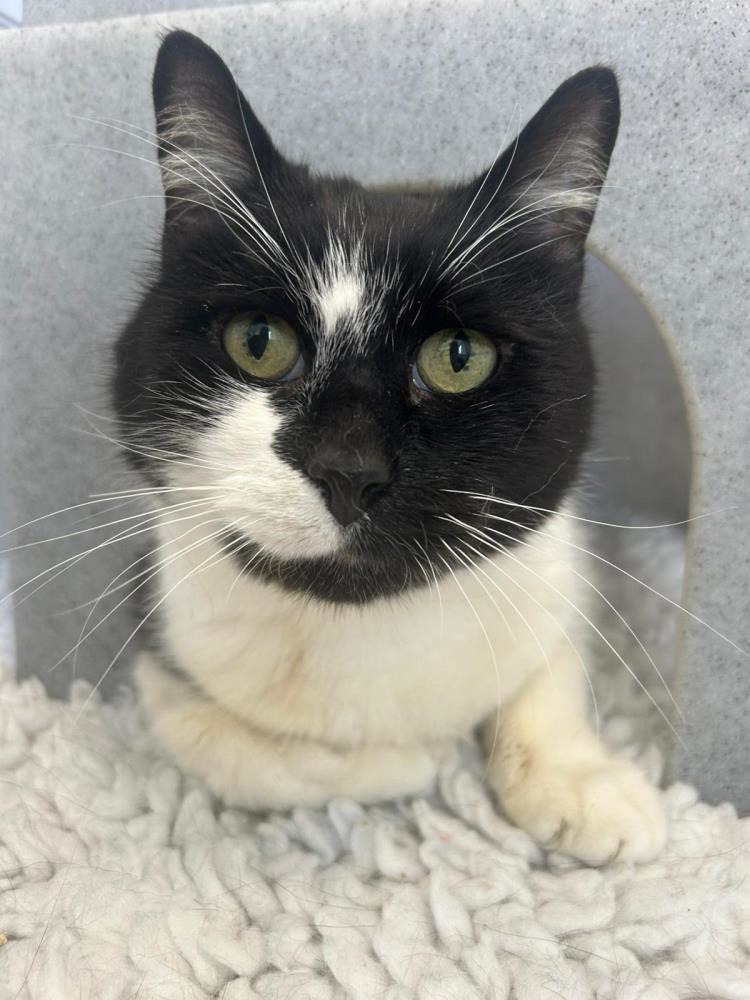 Zombie — Domestic Cat