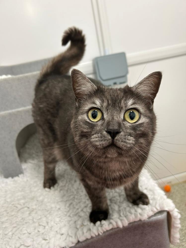 Milo — Domestic Cat