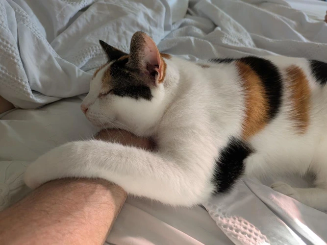 Lulu