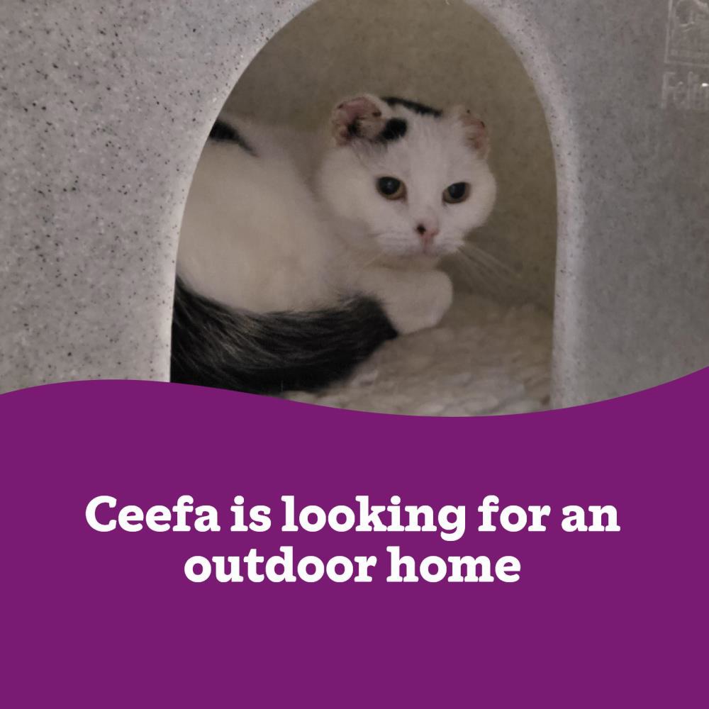 Ceefa OC