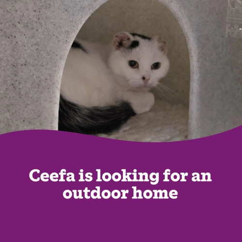 Ceefa Outdoor Home Needed