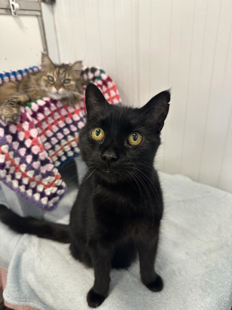 Magic PAIR — Domestic Cat