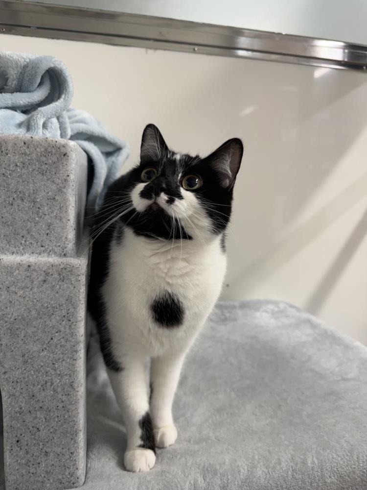 Julia PAIR — Domestic Cat