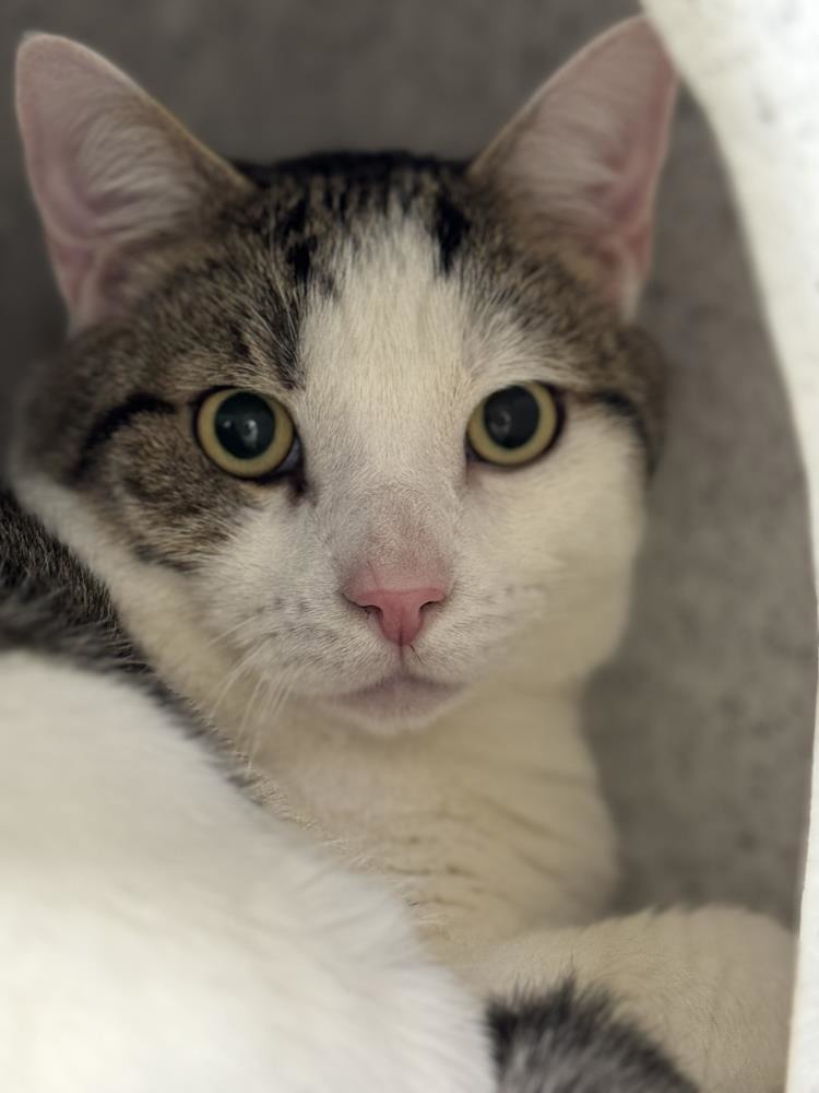 Donald PAIR — Domestic Cat