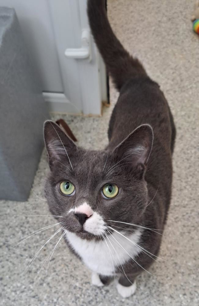 Munchkin — Domestic Cat