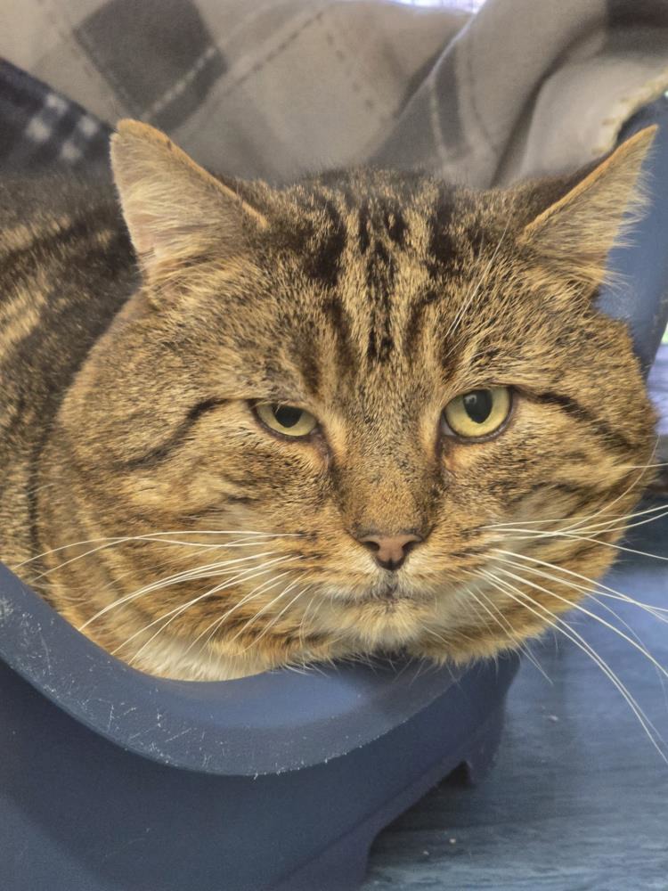 Tom — Domestic Cat