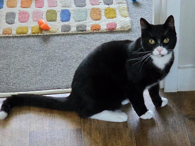 Gustav
