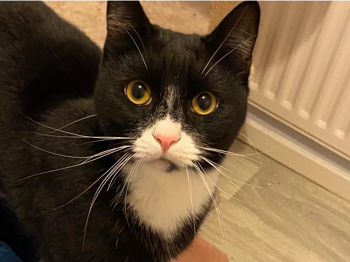 Gustav — Domestic Cat