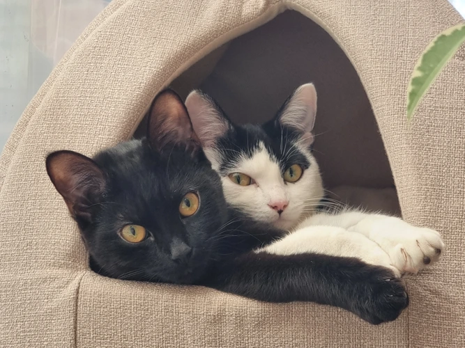 9-month-old Willow & Maple