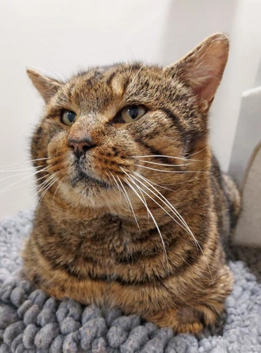 Tabby Arbuckle 6 Year Old Male INDOOR ONLY