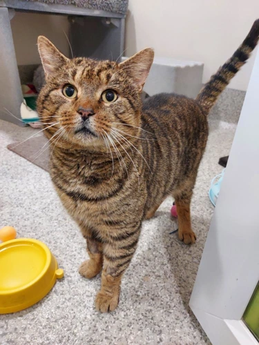 Tabby Arbuckle 6 Year Old Male INDOOR ONLY