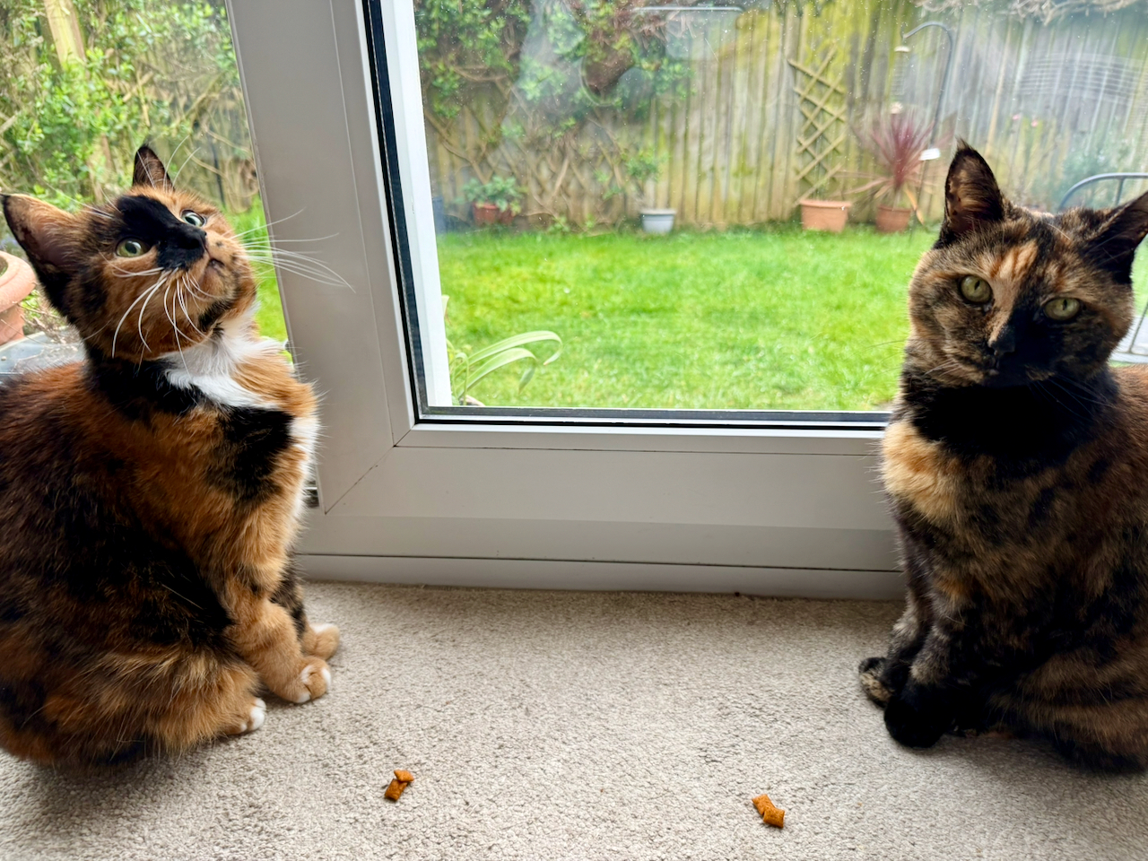 Holly & Maddie — Domestic Cat