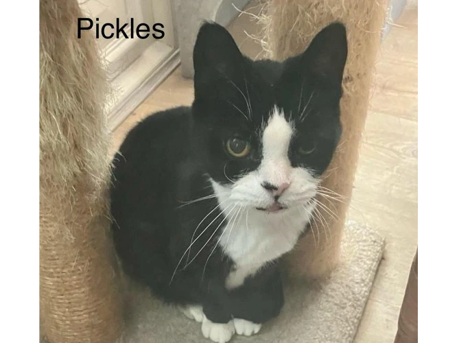 Pickles
