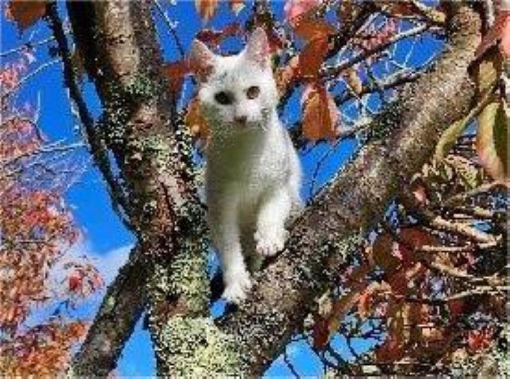 Yuki — Domestic Cat