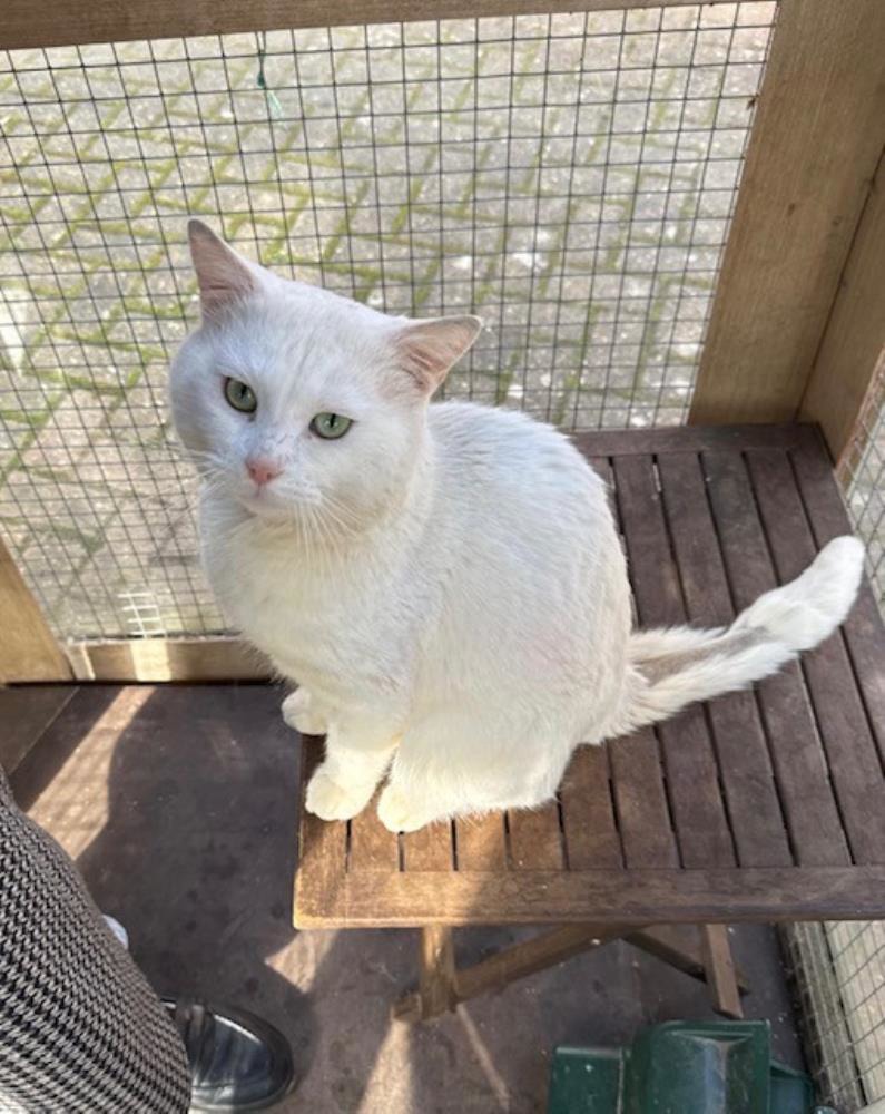 Almo — Domestic Cat