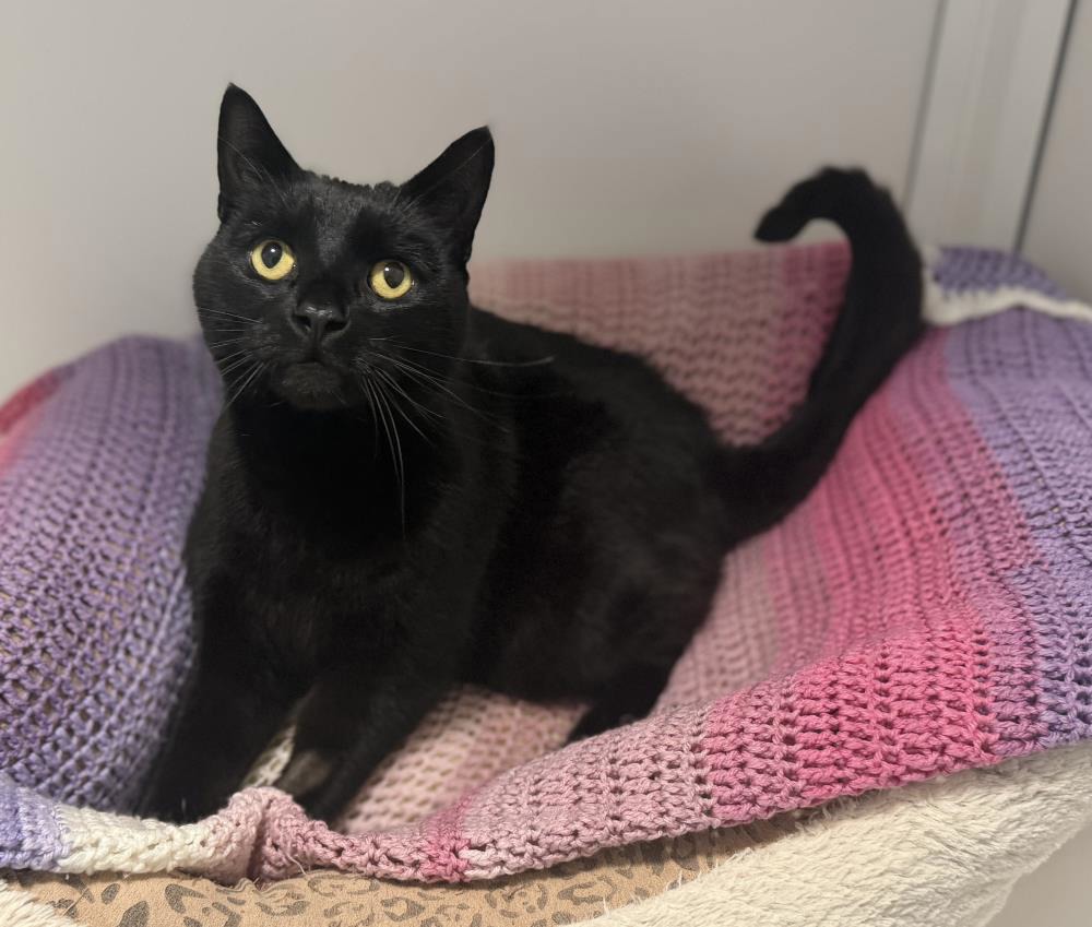 Billy — Domestic Cat