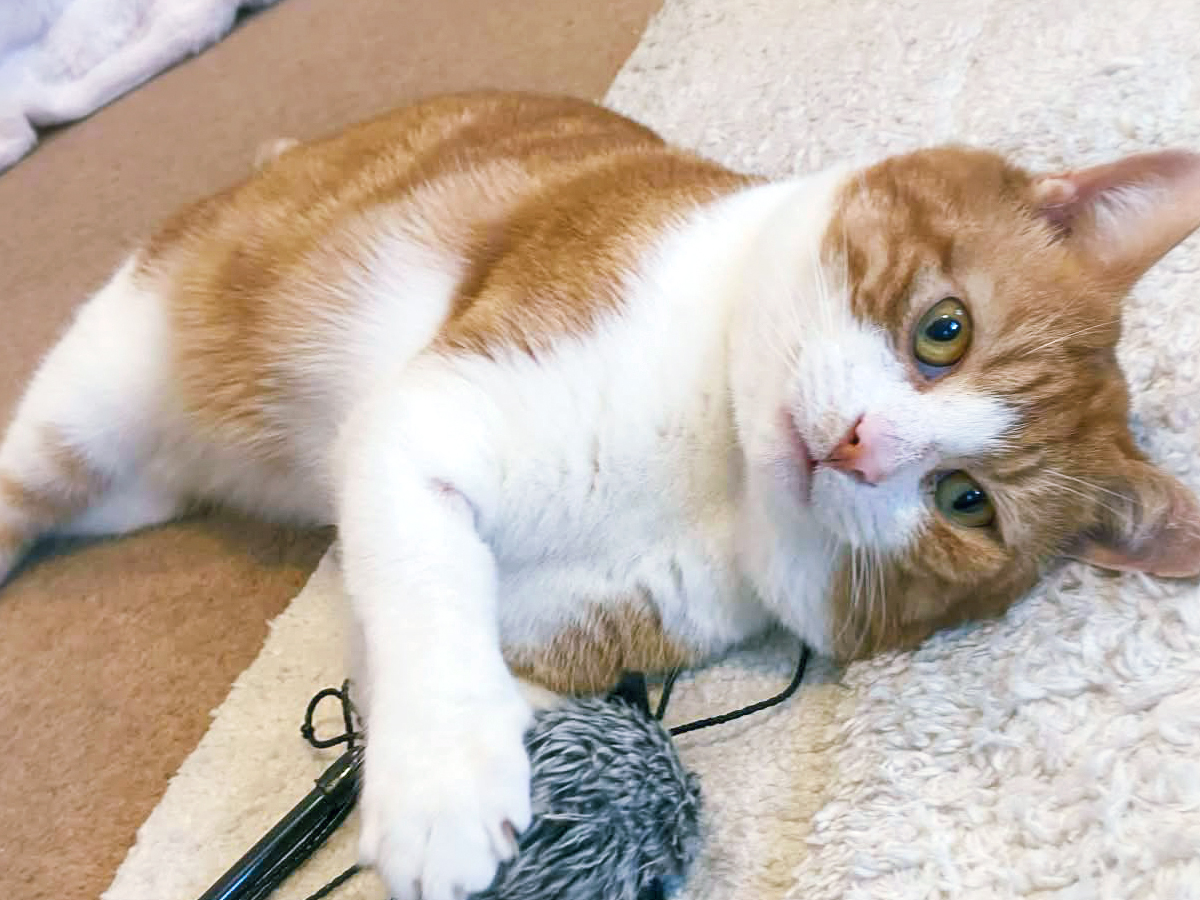 Larry — Domestic Cat