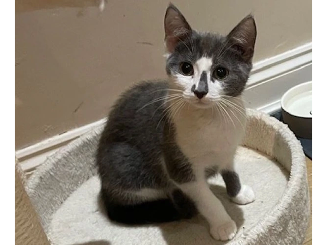 Smokey (see also Spark, Ember and Cinder)