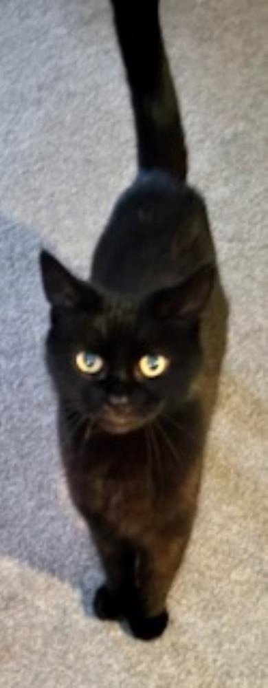 LOULY — Domestic Cat