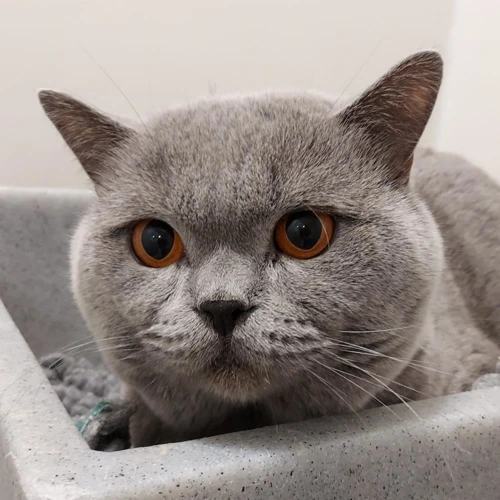 Henry 3 Year Old Male