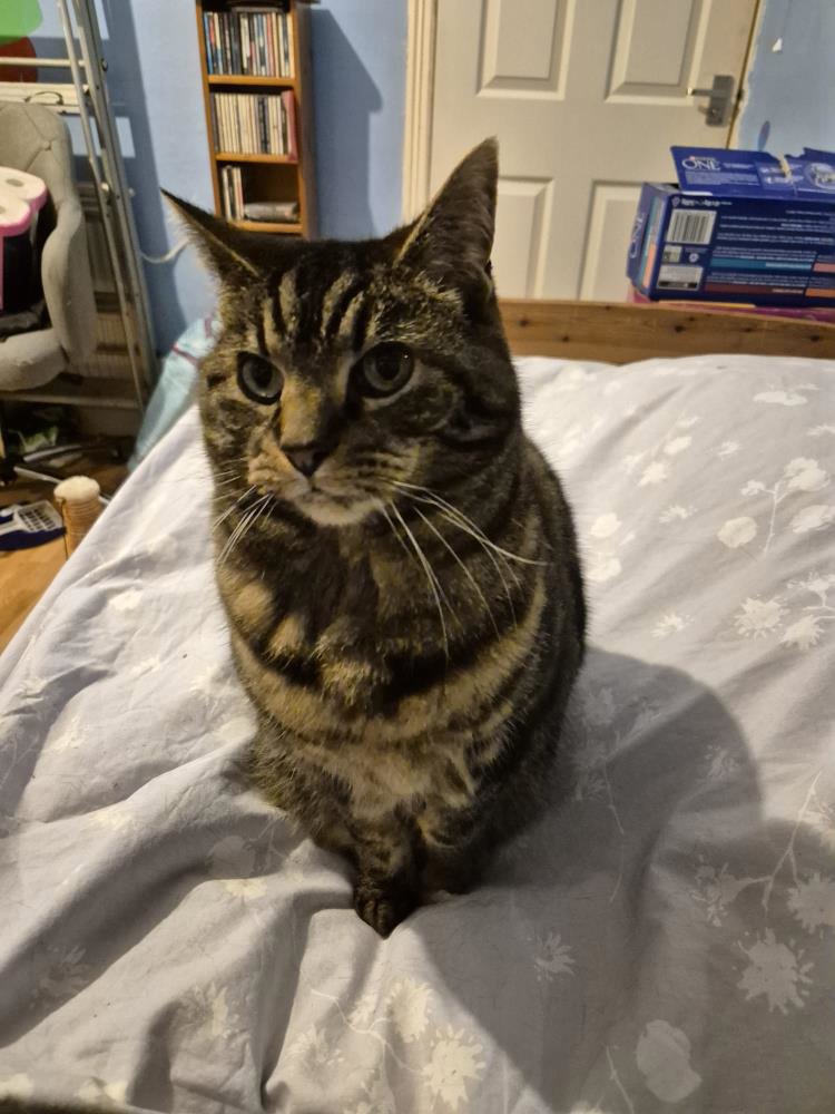 Aurora — Domestic Cat