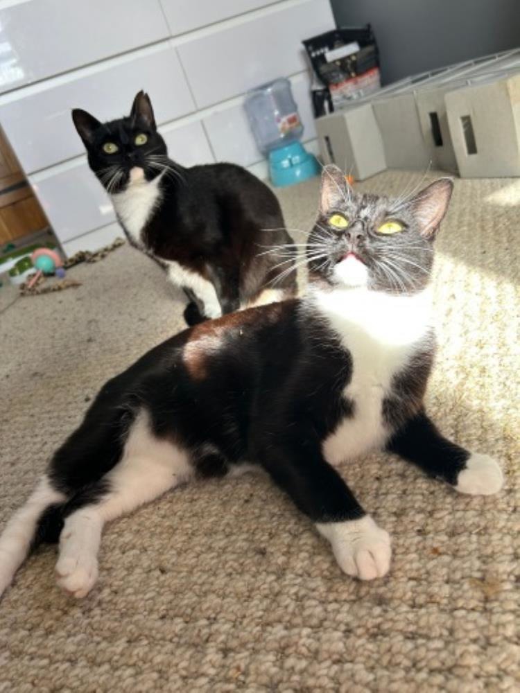 Pansy and Cherry — Domestic Cat