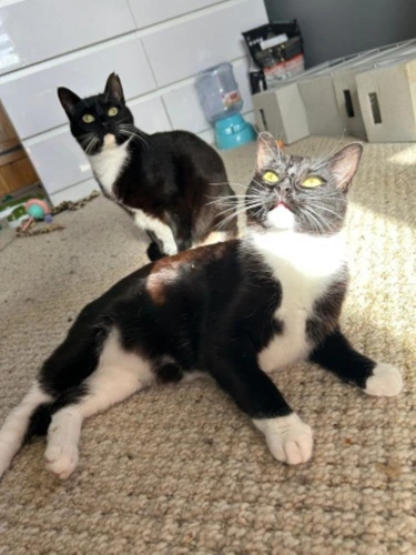 Pansy and Cherry