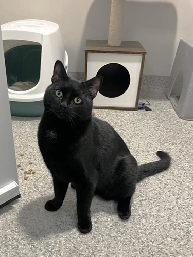 Sir Shadow of the Silken Night