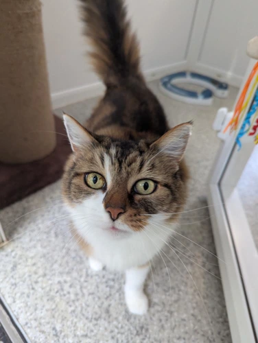 Nala