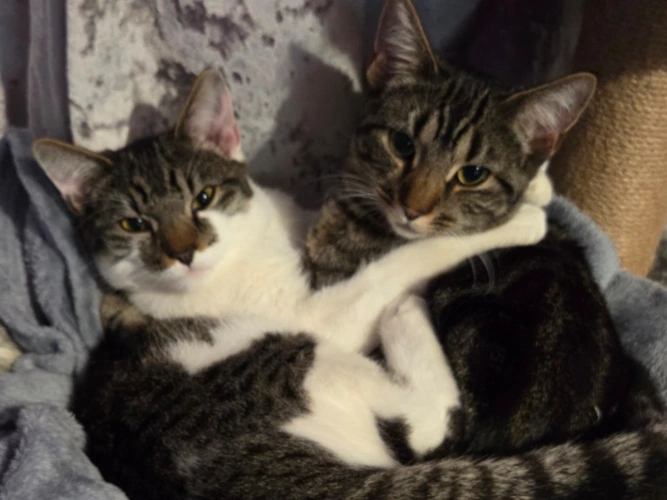 Bella & Oreo