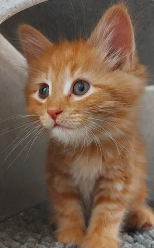 Thunder 2 Month Old Male