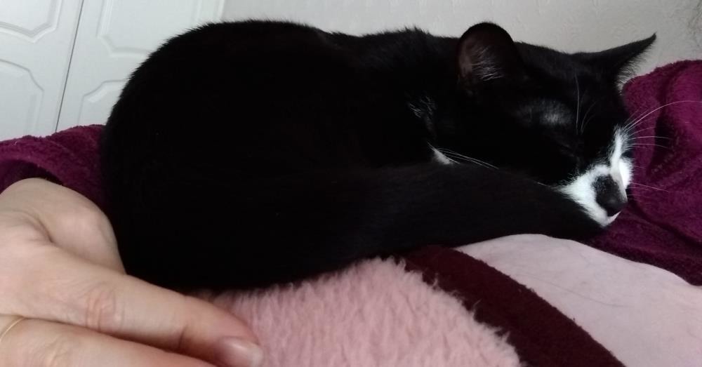 Mac — Domestic Cat