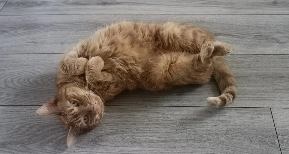 Marmaduke