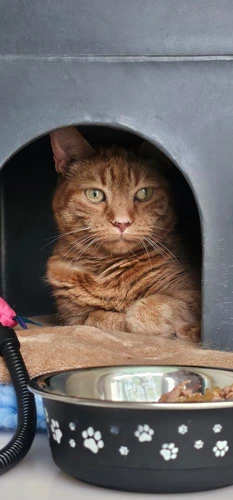 Marmaduke
