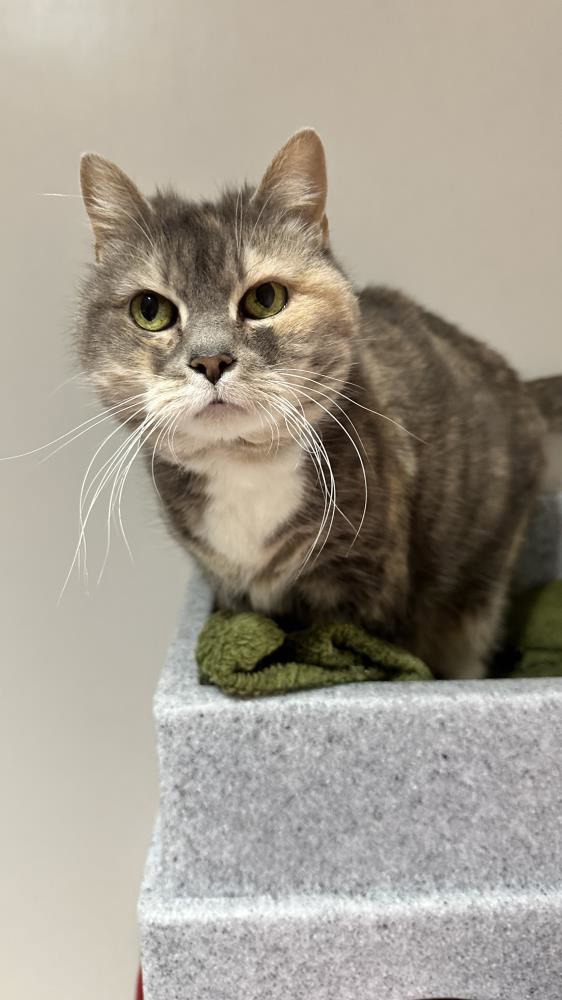 Trilly — Domestic Cat