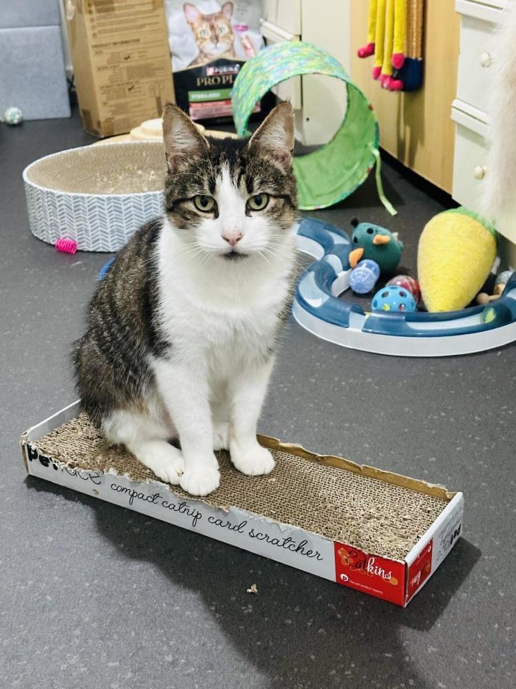 Satcom and Squeak — Domestic Cat