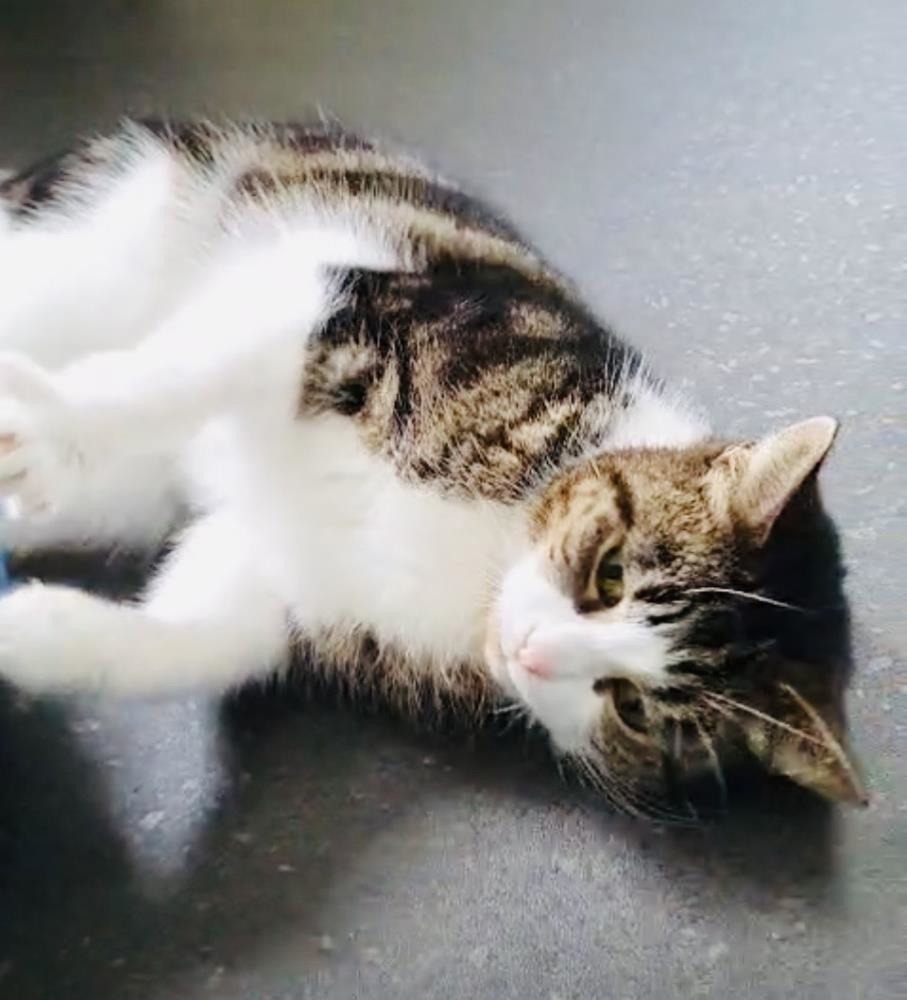 Squeak and Satcom — Domestic Cat