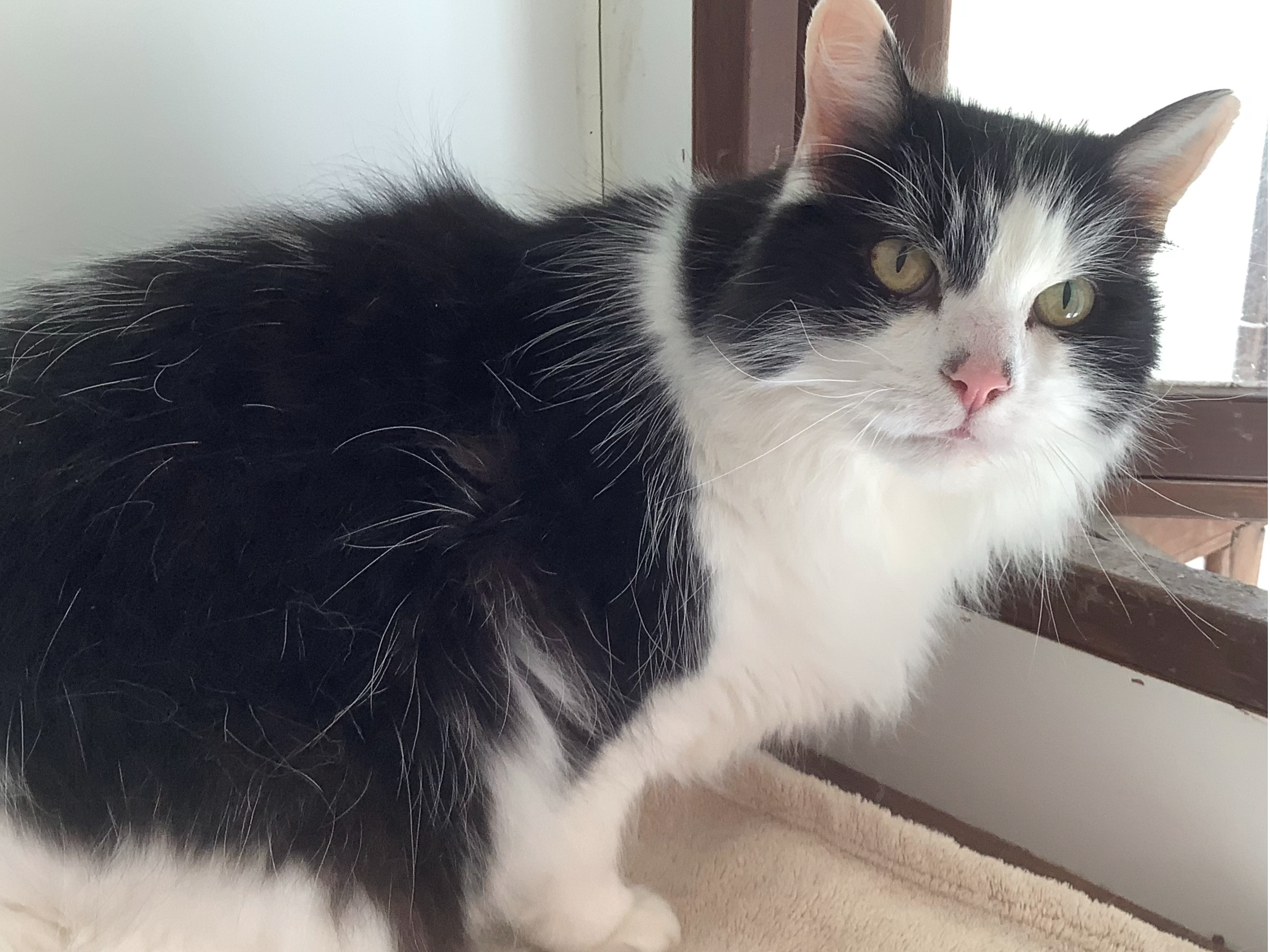 FLASH & OSCAR (IA) — Domestic Cat