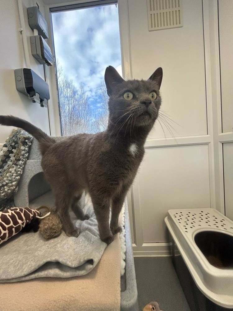 Blu — Domestic Cat