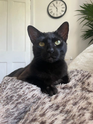 Sabrina