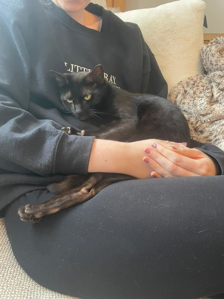 Saiga — Domestic Cat