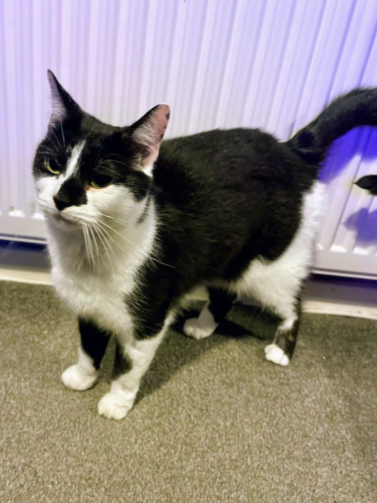 Rosie — Domestic Cat