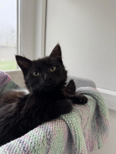 Liquorice and BonBon PAIR