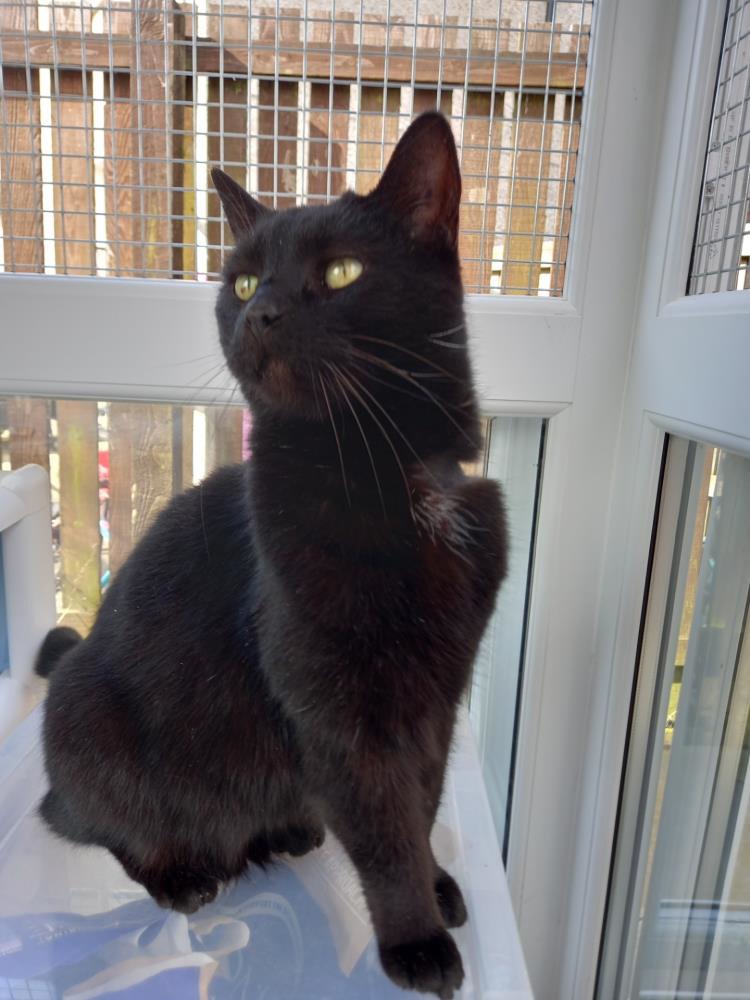 Oscar — Domestic Cat