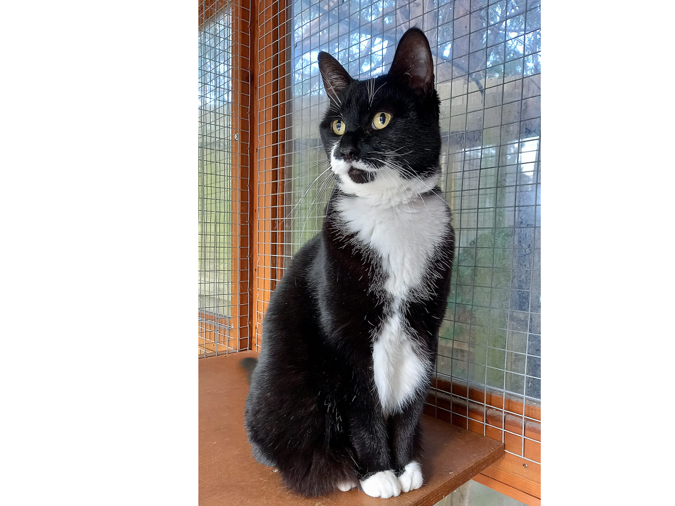 Kallie — Domestic Cat