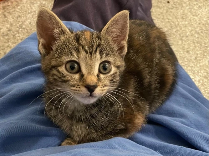 Cirrus 2 month old female