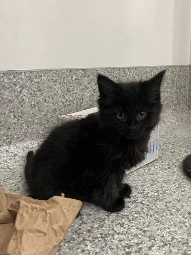 Nimbus 2 month old female